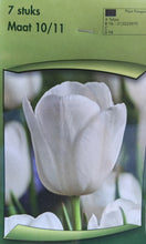 Carica l'immagine nel visualizzatore di Gallery, Tulipa "Royal Virgin"
