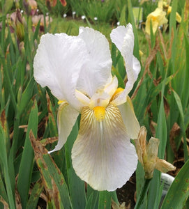 Iris Barbata Alta "Moonlight"