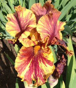 Iris Barbata Alta "Infernal Fire"