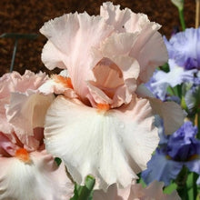 Carica l&#39;immagine nel visualizzatore di Gallery, Iris Barbata Alta &quot;Innocent Pink&quot;

