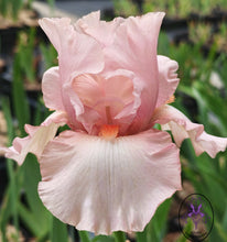 Carica l'immagine nel visualizzatore di Gallery, Iris Barbata Alta "Innocent Pink"
