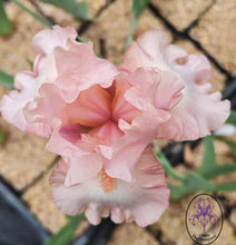 Carica l'immagine nel visualizzatore di Gallery, Iris Barbata Alta "Innocent Pink"
