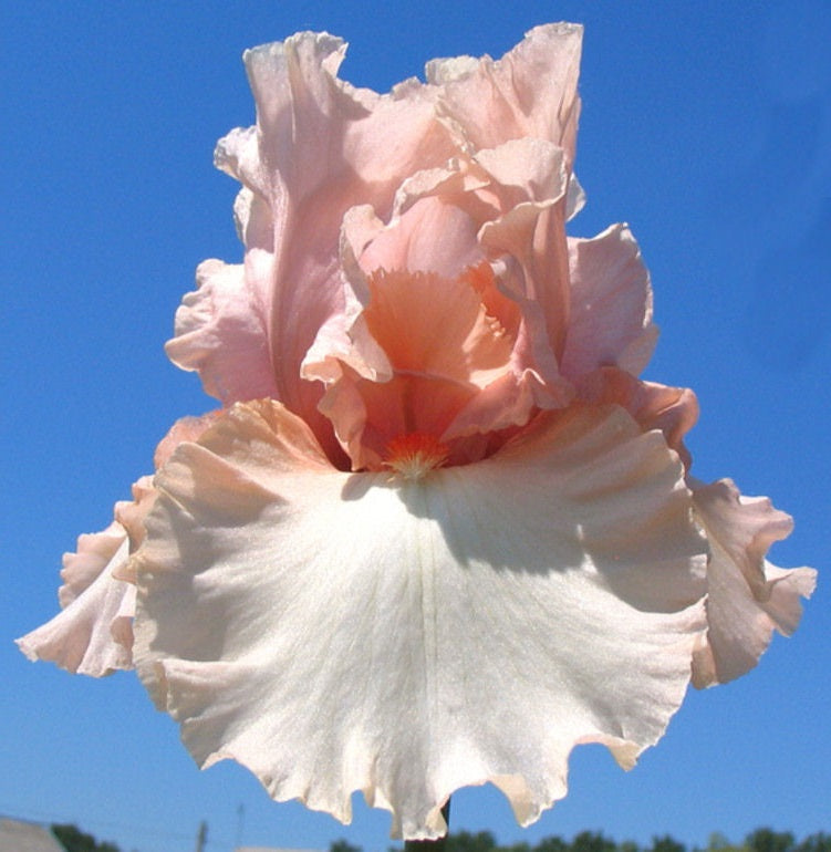 Iris Barbata Alta 