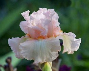 Iris Barbata Intermedia "Ballerina Pink"