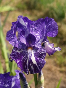 Iris Barbata Intermedia "Batik"