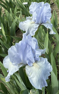 Iris Barbata Intermedia "Bel Azur"