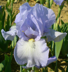 Iris Barbata Intermedia "Bel Azur"