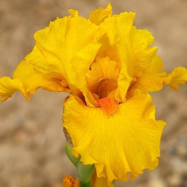 Iris Barbata Intermedia 