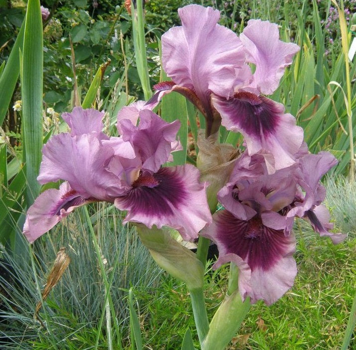 Iris Barbata Intermedia 