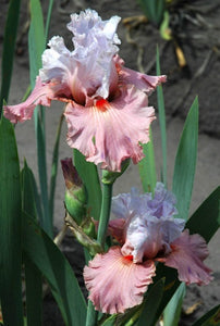 Iris Barbata Intermedia "I'm Dreaming"