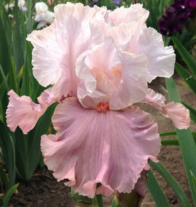 Iris Barbata Intermedia "I'm Dreaming"