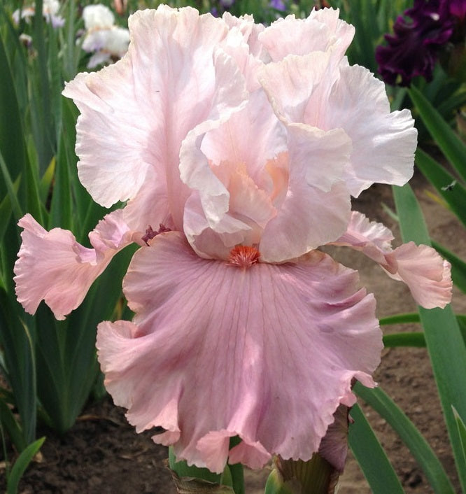 Iris Barbata Intermedia 