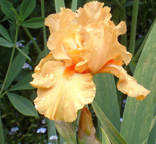 Carica l&#39;immagine nel visualizzatore di Gallery, Iris Barbata Nana &quot;Maid of Orange&quot;

