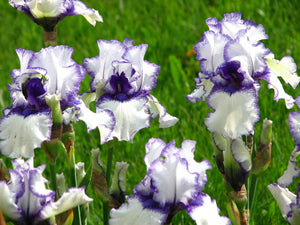 Iris Barbata Intermedia "Orinoco Flow"