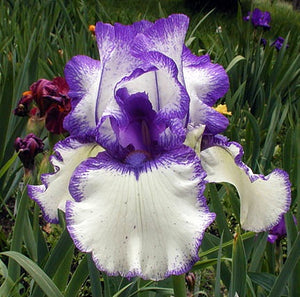 Iris Barbata Intermedia "Orinoco Flow"