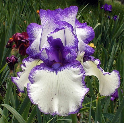 Iris Barbata Intermedia 