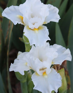 Iris Barbata Intermedia "Self Indulgence"