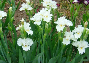 Iris Barbata Intermedia "Self Indulgence"