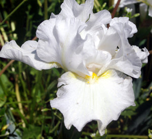 Iris Barbata Intermedia "Self Indulgence"