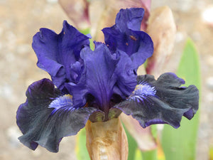 Iris Barbata Intermedia "Star in The Night"