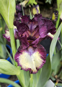 Iris Barbata Intermedia "Intoxicating"