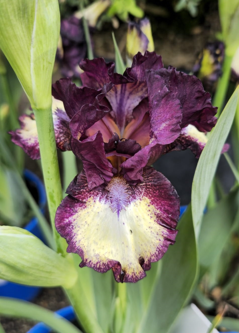 Iris Barbata Intermedia 