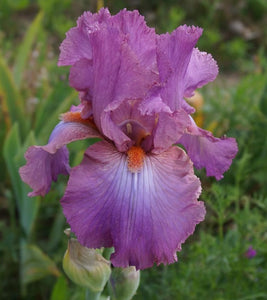 Iris Barbata Alta "Windsor Rose"