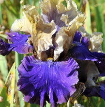 Carica l&#39;immagine nel visualizzatore di Gallery, Iris Barbata Alta &quot;Istropolitana&quot;
