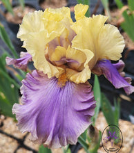 Carica l'immagine nel visualizzatore di Gallery, Iris Barbata Alta "Istropolitana"
