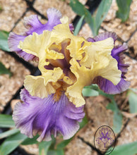 Carica l'immagine nel visualizzatore di Gallery, Iris Barbata Alta "Istropolitana"
