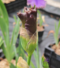 Carica l'immagine nel visualizzatore di Gallery, Iris Barbata Alta "Istropolitana"
