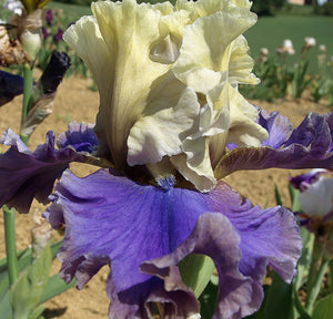 Iris Barbata Alta "Istropolitana"