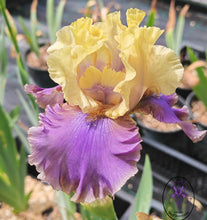 Carica l'immagine nel visualizzatore di Gallery, Iris Barbata Alta "Istropolitana"
