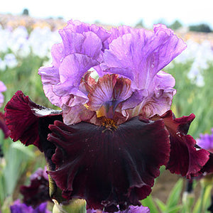 Iris Barbata Alta "I'm Back"