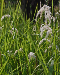 Imperata Cylindrica