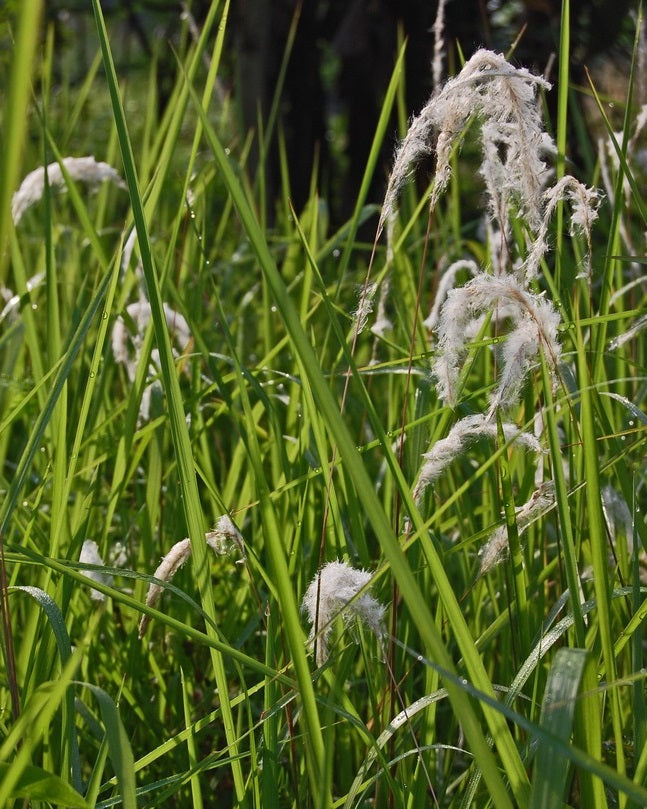 Imperata Cylindrica
