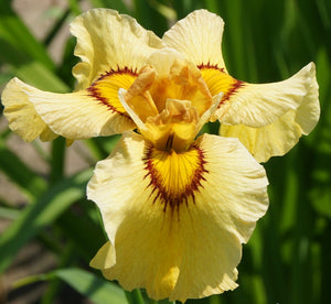 Iris Pseudata "Akimatsuri"