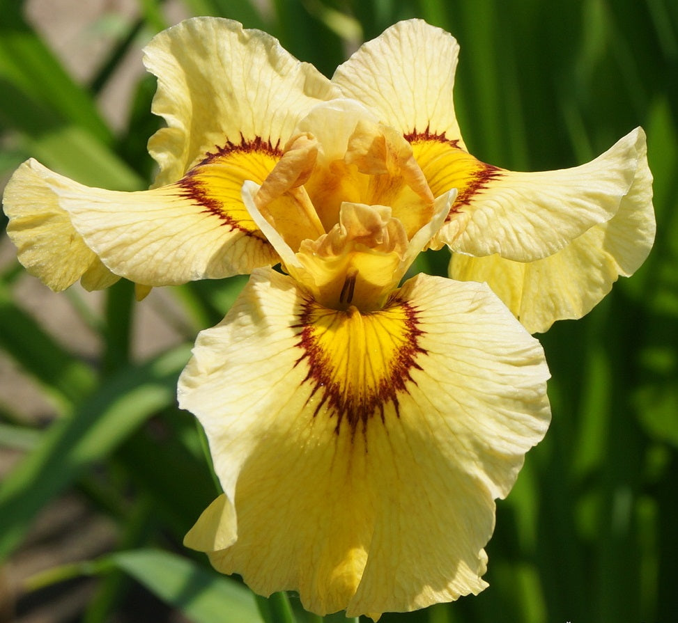 Iris Pseudata 