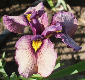 Iris Pseudata "Yoru No Akari"
