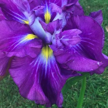 Iris Ensata 