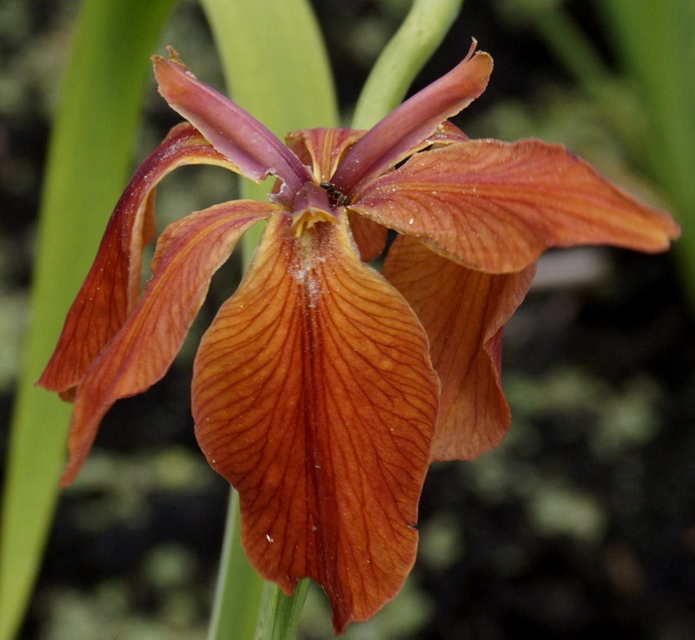 Iris Fulva