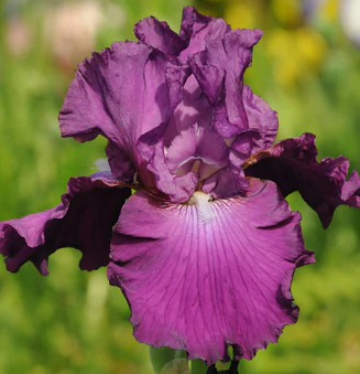 Iris Barbata Alta 