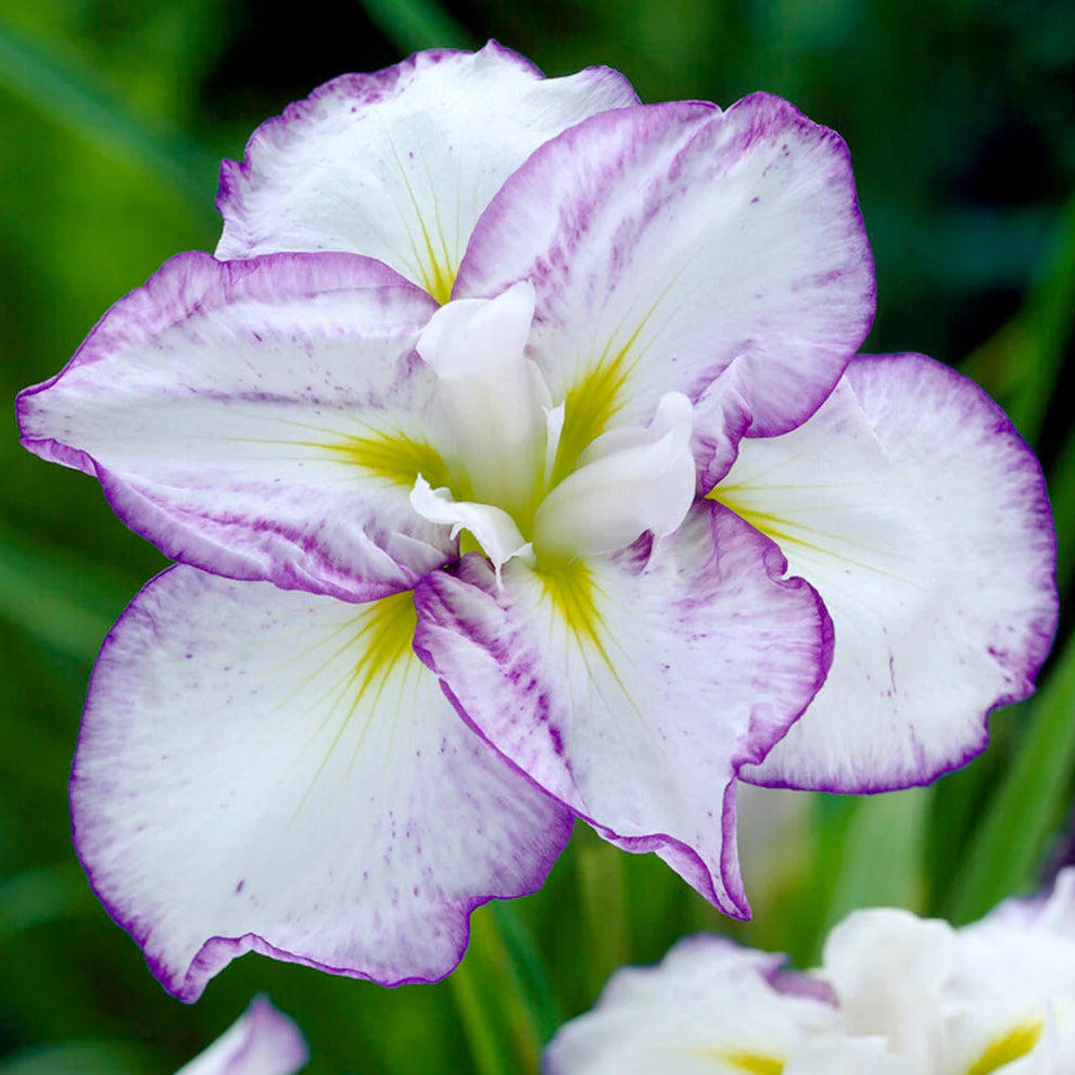 Iris Ensata 
