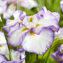 Carica l&#39;immagine nel visualizzatore di Gallery, Iris Ensata &quot;Light At Dawn&quot;
