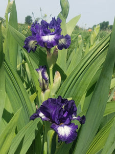 Iris Barbata Intermedia "Starwoman"