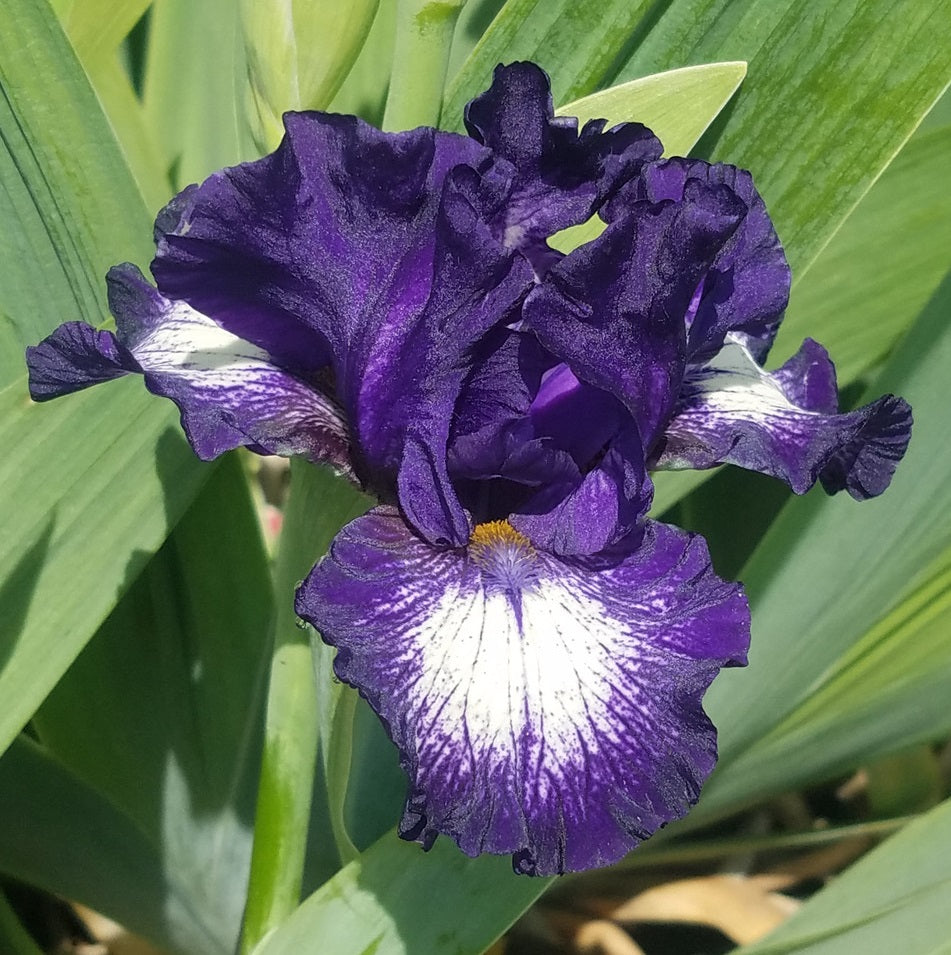 Iris Barbata Intermedia 
