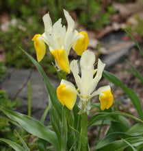 Carica l'immagine nel visualizzatore di Gallery, Iris Bucharica
