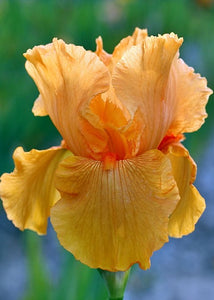 Iris Barbata Alta "Sky Fire"