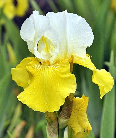 Iris Barbata Alta 