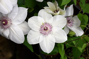 Clematis Hybrida "Miss Bateman"